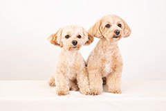 生き物（ペット・昆虫など）